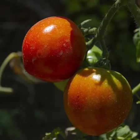Prázdninový dům Seaside Alexandra,acharavi.